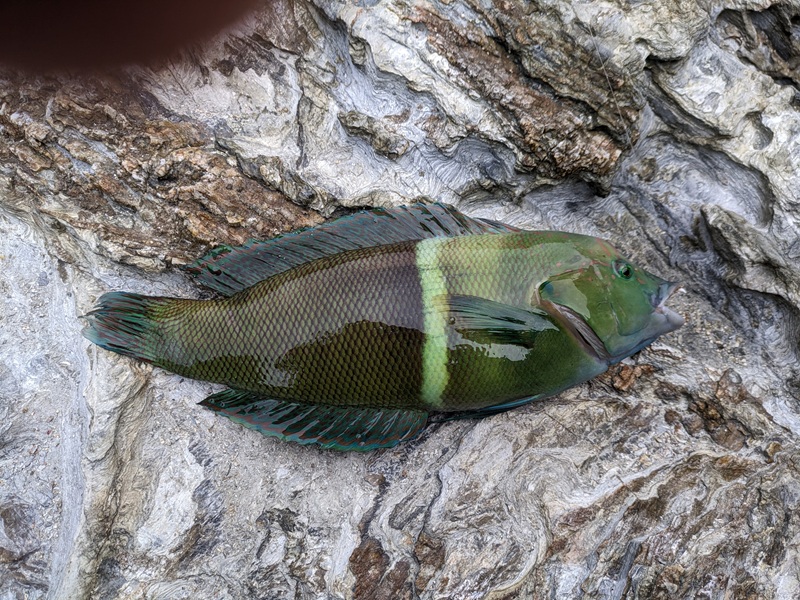 �J�������x��