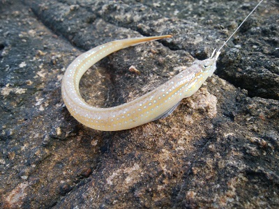 ���O�̕�����Ȃ�������